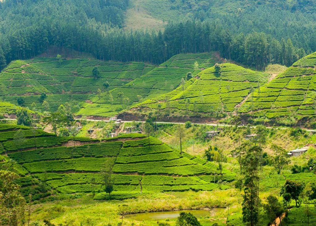 Tea Plantations